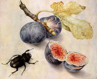 Figs and cockchafer