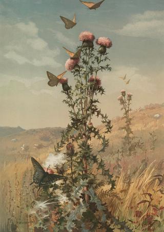 Thistle and Landscape