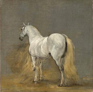 Study of a white horse