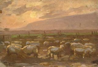 夕阳下的羊群