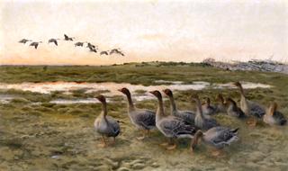 Bean Geese in a Marshy Landscape