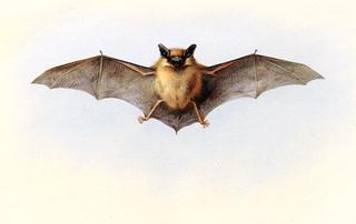 Study of a Common Pipistrelle Bat