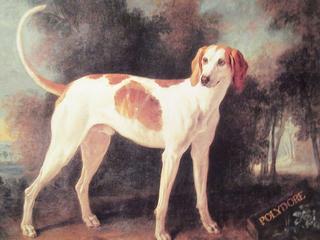 Polydore, Dog of Louis XV