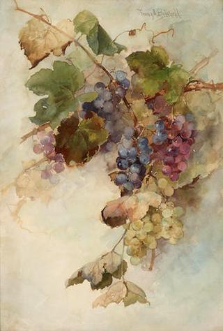 A Vine of Grapes