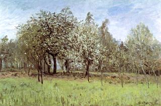 An Orchard - Apple Trees in Flower