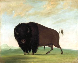 Buffalo Bull, Grazing on the Prairie