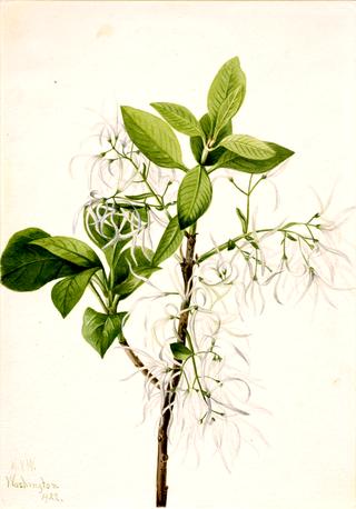 Fringe Tree (Chionanthus virginica)