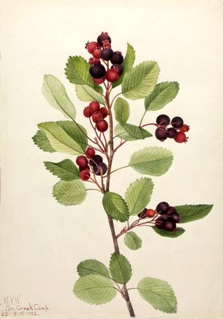 Saskatoon (Amelanchier alnifolia)