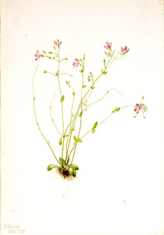 Naiad Spring Beauty (Claytonia parvifolia)