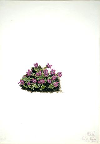 Purple Saxifrage (Saxifraga oppositifolia)