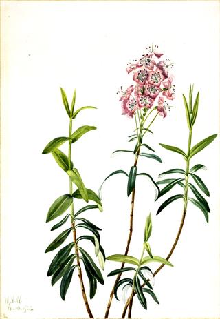 Bog Kalmia (Kalmia polifolia)