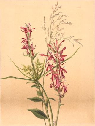 Cardinal Flower (Lobelia cardinalis)