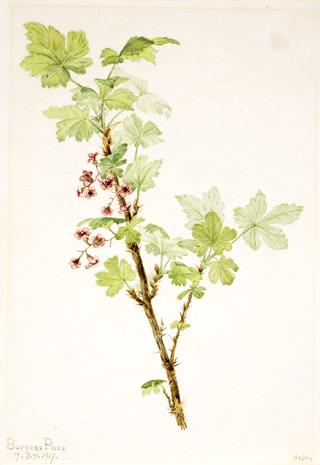 Prickly Currant (Ribes lacustre)