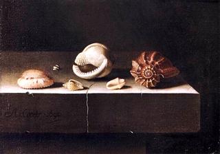 Still Life with Two Large and Four Smaller Shells
