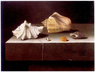 Still Life with Two Large and Three Smaller Shells