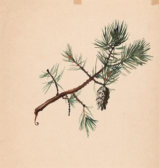 A Pine Branch