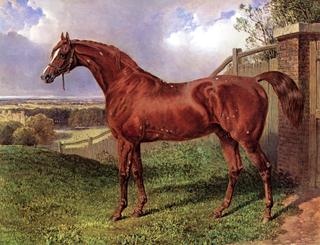 Mr. C. Wilson's Chestnut Stallion 'Comus' Standing in a Landscape