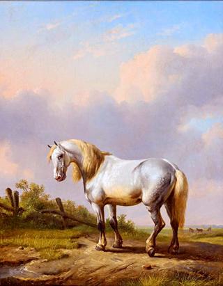 White Horse in a Wide Landscape