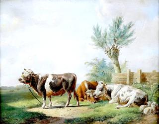 Three Resting Cows in a Pasture