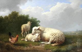 Sheep Sheltering with a Chicken
