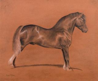 Welsh Stallion