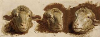Study of Three Sheep Heads