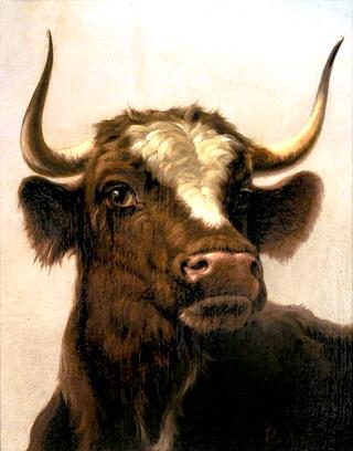 Study of a Steer