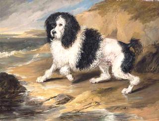 Tapageur, the Poodle belonging to the Honorable Frederick Byng