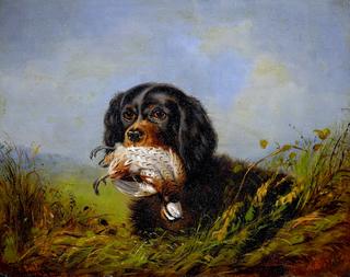 Cocker Spaniel And Ruffled Grouse