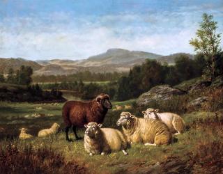 Sheep Resting in Rocky Landscape
