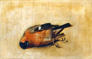 A Dead Bullfinch