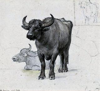 Study of a Buffalo