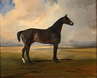 Brown Bay Horse Turned to the Right