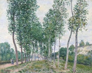 An  Allee of poplars at the edge of the Loing