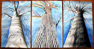 Old Growth Tree Triptych