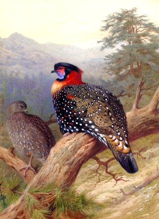 A Pair of Western Traopans