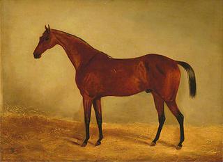 西澳大利亚德比和圣勒格1853年冠军马“B.G.”的习作