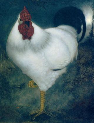 A White Rooster