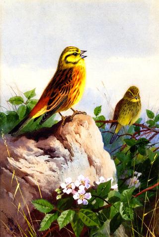 A Pair of Yellowhammers