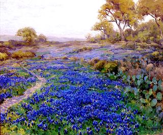 Blue Bonnets at Twilight, North of San Antonio, Texas