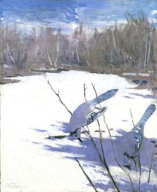 Blue Jays in Winter
