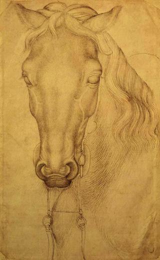 Head of Horse