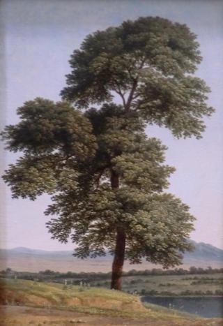Study of a Tree by the Tiber