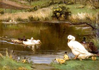 池塘上的鸭子和小鸭