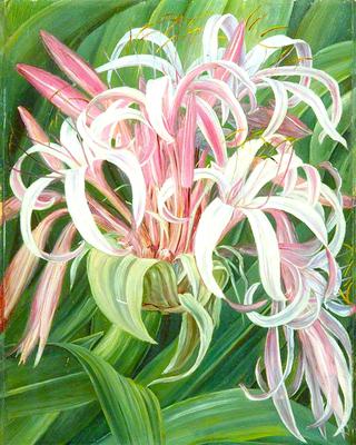 A Cultivated Crinum, Painted in Borneo