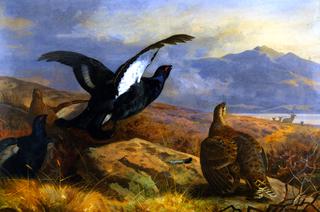 Black Grouse in a Highland Landscape with Red Deer in the Background