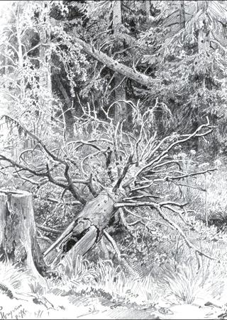 Fallen Tree in a Forest