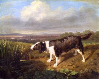 Count Esterházy's Hunting Dog, Standing by the Stream