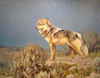 Grey Wolf Standing On A  Bluff
