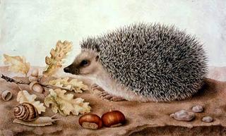 A Hedgehog in a Landscape
